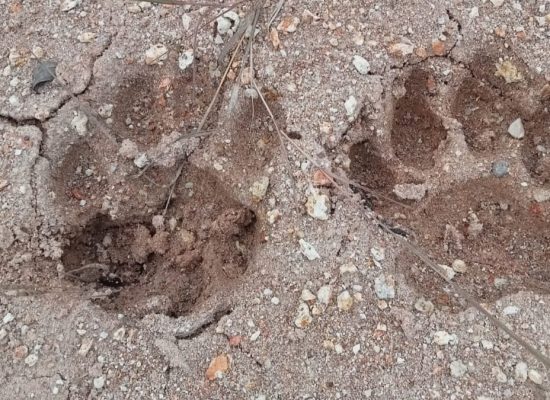 Ternak Mati Tercabik dan Ditemukan Jejak Harimau, BKSDA Diminta Selidiki Desa Lantosan Rogas