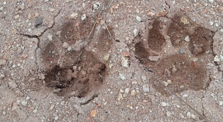 Ternak Mati Tercabik dan Ditemukan Jejak Harimau, BKSDA Diminta Selidiki Desa Lantosan Rogas