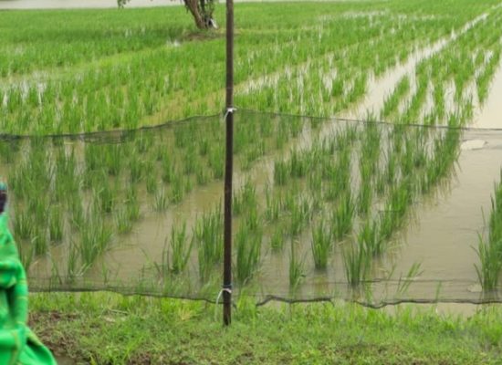 Banjir Bekasi, 48 Ribu Ton Padi Gagal Dipanen