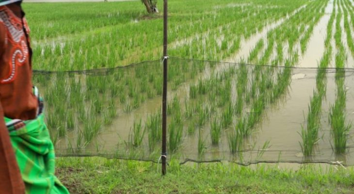 Banjir Bekasi, 48 Ribu Ton Padi Gagal Dipanen