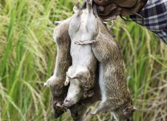 Renggut Nyawa 35 Orang, Jawa Barat Dihantui Leptospirosis