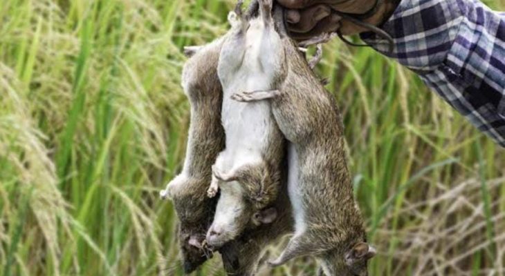 Renggut Nyawa 35 Orang, Jawa Barat Dihantui Leptospirosis
