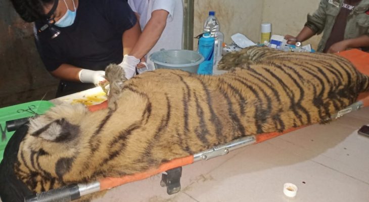 Dewi Siundul Mati di Suaka Satwa Barumun dengan Kaki Melepuh