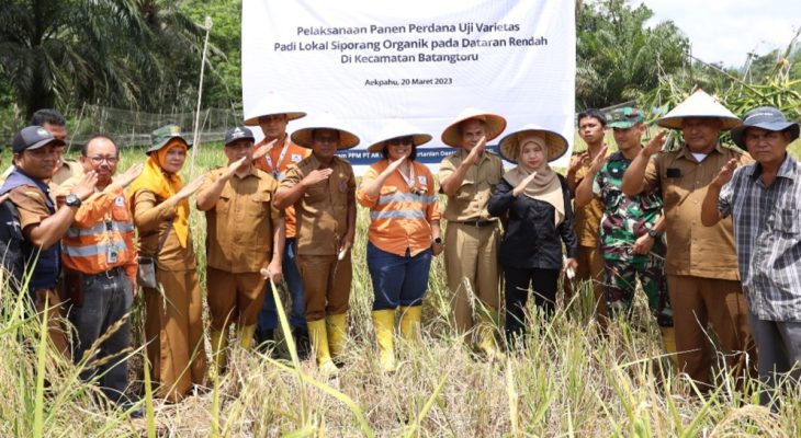 Tapanuli Selatan Kembangkan Padi Siporang di Dataran Rendah