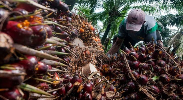Tawarkan Teknologi, Guangdong Jajaki Sumut Kerja sama Sawit