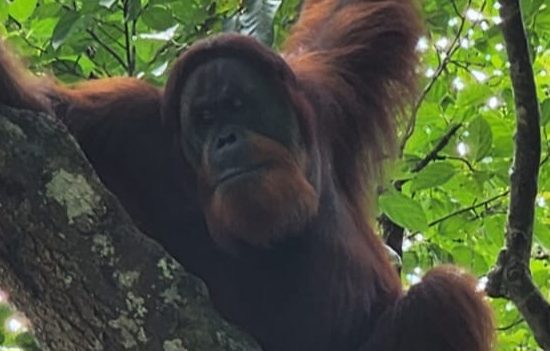 BBKSDA Pindahkan Empat Orangutan Sumatra dari Sibolangit ke Aceh