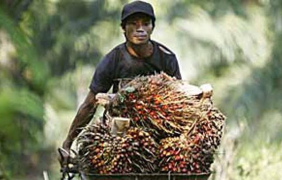 Dipicu Pelemahan Harga Sawit, Sumut agar Waspadai Penurunan NTP Perkebunan