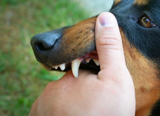 Jakarta Siagakan Dua Rumah Sakit Tangani Pasien Rabies