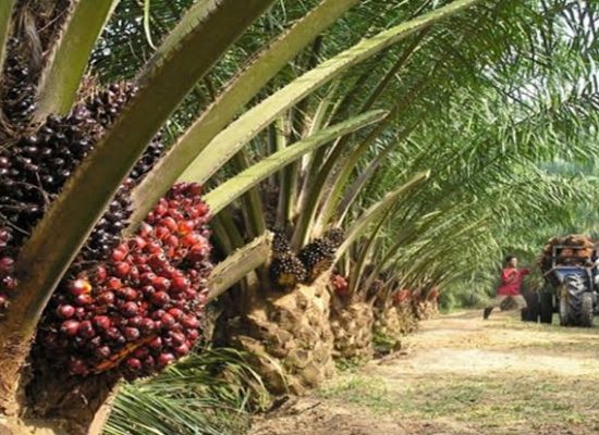 3,3 Juta Hektare Hutan akan Dialihkan Jadi Lahan Sawit