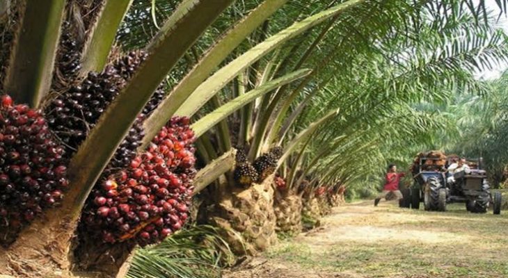 3,3 Juta Hektare Hutan akan Dialihkan Jadi Lahan Sawit