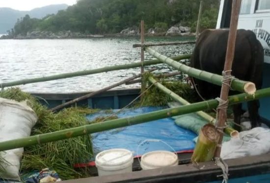 Butuh Waktu 14 Jam Antar Sapi Kurban Jokowi ke Pulau Serasan