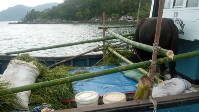 Butuh Waktu 14 Jam Antar Sapi Kurban Jokowi ke Pulau Serasan