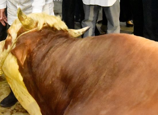 Pemprov Sumut  Tebar 150 Ekor Sapi Kurban ke Daerah