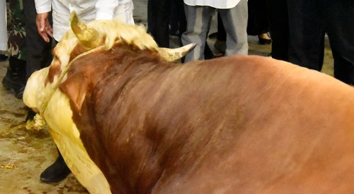 Pemprov Sumut  Tebar 150 Ekor Sapi Kurban ke Daerah