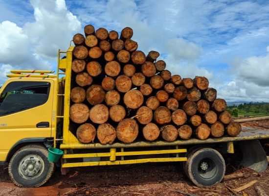 DLHK Sumut Amankan Satu Truk Kayu Pinus Gelondongan Ilegal