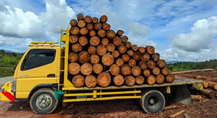 DLHK Sumut Amankan Satu Truk Kayu Pinus Gelondongan Ilegal