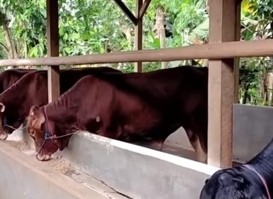 Guru Besar USU Prof Tamrin Ciptakan Formula Pakan Ternak Fermentasi