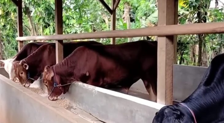 Guru Besar USU Prof Tamrin Ciptakan Formula Pakan Ternak Fermentasi