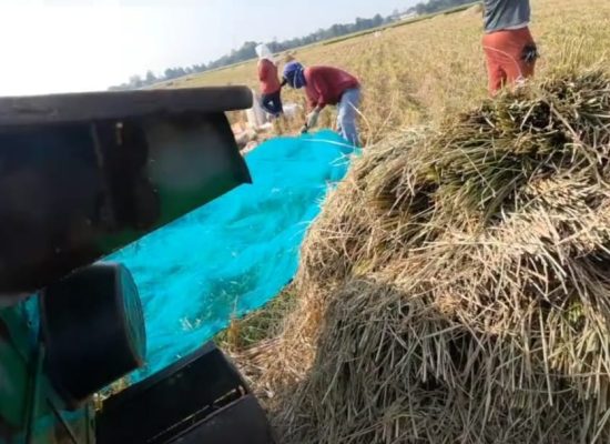 Sang Hyang Seri Dorong Peningkatan Panen Padi hingga 12,3 Ton per Hektare