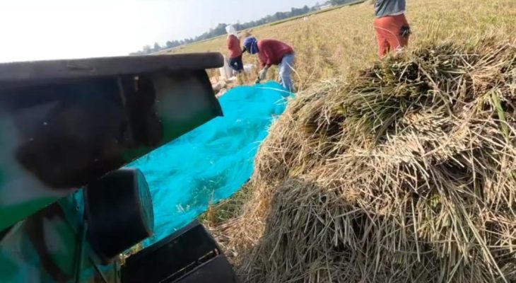 Sang Hyang Seri Dorong Peningkatan Panen Padi hingga 12,3 Ton per Hektare