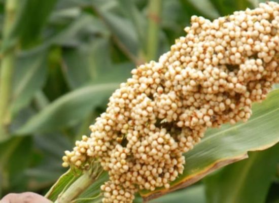 Sang Hyang Seri – BRIN Kerja Sama Pengembangan Sorgun