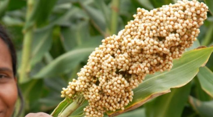 Sang Hyang Seri – BRIN Kerja Sama Pengembangan Sorgun