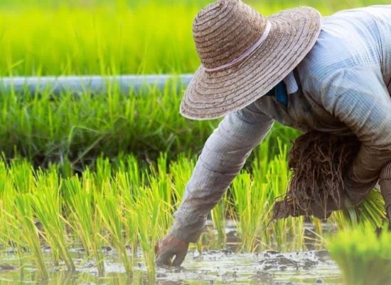 Mengarah ke Pertanian dan Perkebunan, Sumut-Yunnan Jajaki Kerja Sama Ekonomi