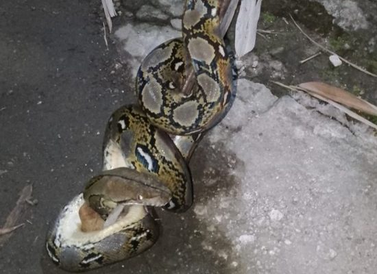 Diduga Jadi Sarang Ular, Rumah Kosong di Matraman Resahkan Warga