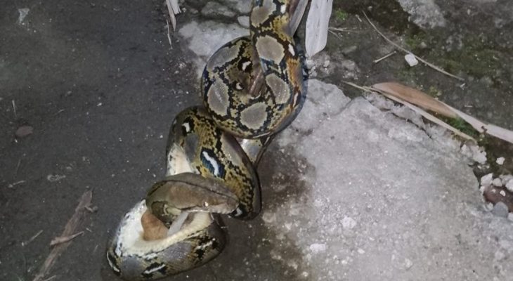 Diduga Jadi Sarang Ular, Rumah Kosong di Matraman Resahkan Warga