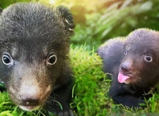 Peristiwa Langka, Dua Beruang Hitam Himalaya Kembar Lahir di Taman Safari Bali