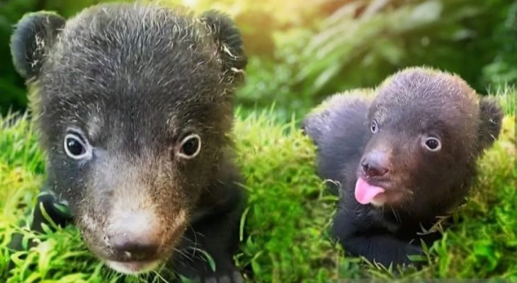 Peristiwa Langka, Dua Beruang Hitam Himalaya Kembar Lahir di Taman Safari Bali