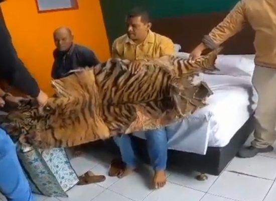 Polisi Ringkus Dua Pelaku Penjual Kulit dan Tulang Harimau Sumatra