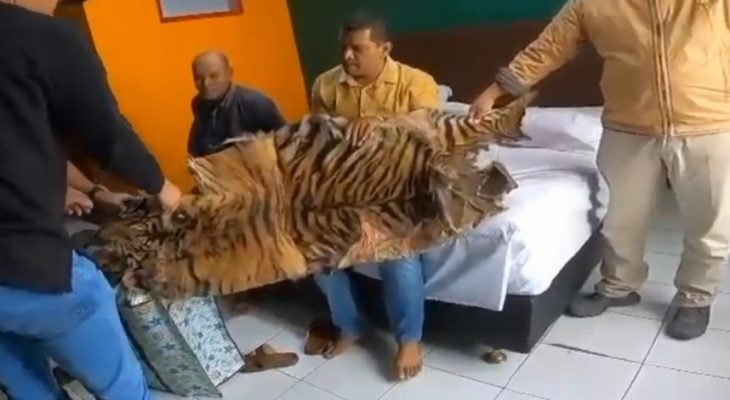 Polisi Ringkus Dua Pelaku Penjual Kulit dan Tulang Harimau Sumatra