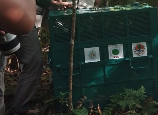 Berat Badan Naik hampir 12 Kg, Rongring Dilepasliarkan di Hutan Siranggas