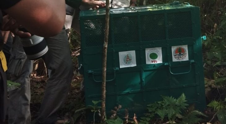 Berat Badan Naik hampir 12 Kg, Rongring Dilepasliarkan di Hutan Siranggas