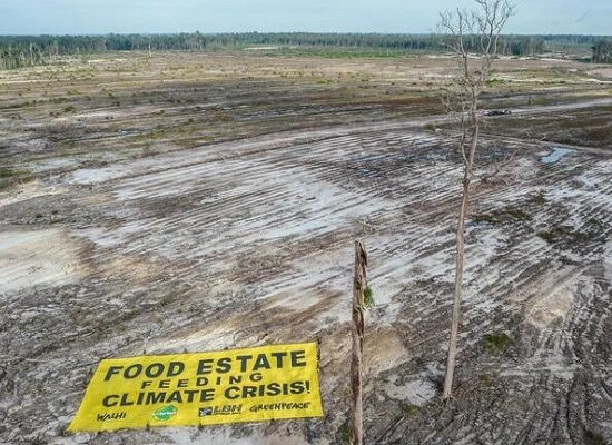 Proyek Food Estate Gagal Total, Haris: Perlu Evaluasi Menyeluruh